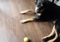 Can I have your ball?