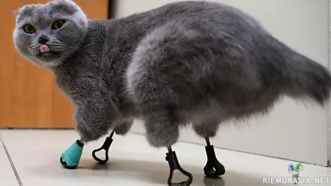 Kissan uudet jalat - Kissan paleltuneet jalat amputoitiin ja näin sai uudet käpälät