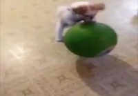Koira ja pallo