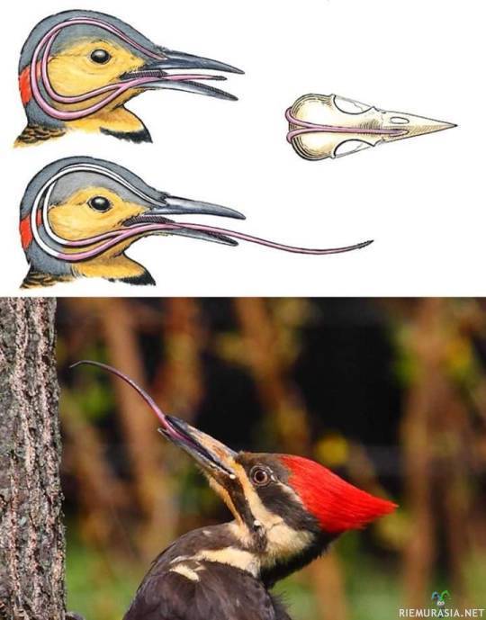 Woodpecker&#039;s tongue - Tikan kieli