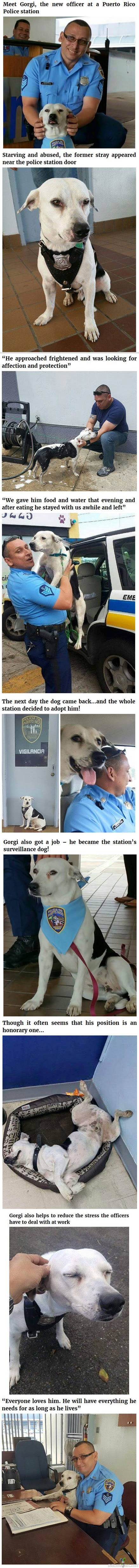 Poliisikoira Gorgi - Puerto Ricolainen Gorgi-koira päätyi sattumusten kautta poliisikoiraksi