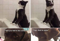 Kissa & koira auttamassa veteen joutunutta