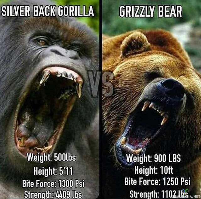 silverback gorilla vs grizzly bear