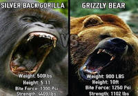 Gorilla vs karhu