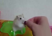 Hamsteri suuttuu