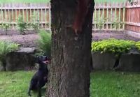 Orava leikkii koiralla