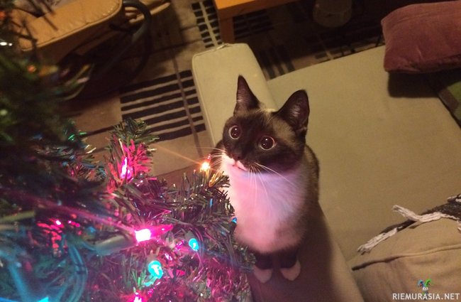 Kauniit valot - Kissa katsoo joulukuusta lumoutuneena