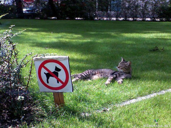 Koirilta pääsy kielletty - Kissalla on kissanpäivät