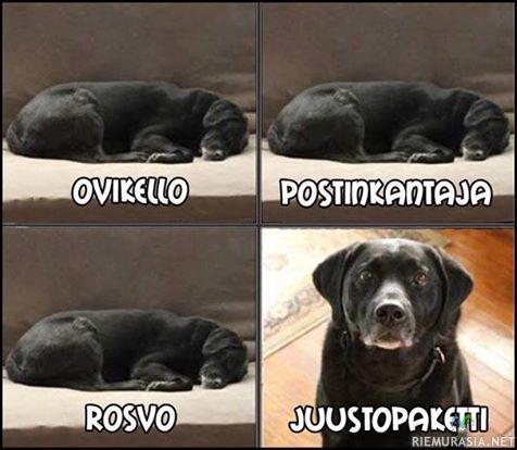 Koiran reaktiot eri tilanteisiin
