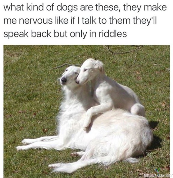Ihmeellisen näköisiä koiria - Nämä jos osais puhua niin ne varmaan puhuis arvoituksin