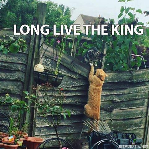 Kissojen leijonakuningas hetki - &quot;Eläköön kuningas&quot;