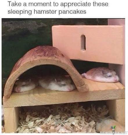 Nukkuvat hamsterit - näyttää ihan suloisilta karvaisilta pannukakuilta