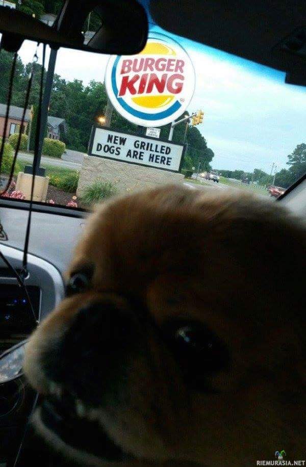 Grillattuja koiria Burger Kingistä