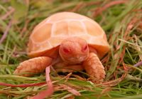 Albiino kilpikonna