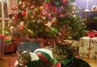 Kissat valmiina jouluun