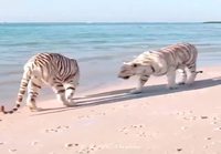 Valkoiset tiikerit rannalla