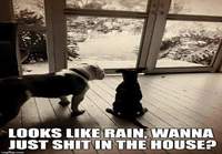 Koirat sadepäivänä 