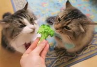 Kissat syö parsakaalia
