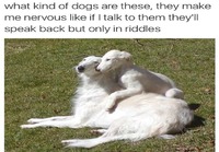 Ihmeellisen näköisiä koiria
