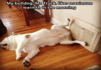 Bulldog tykkää lämmitellä