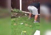 Koira auttaa puutarhatöissä