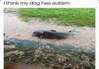 Koirallani taitaa olla autismi