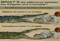 Alligaattorien ja krokotiilien eroavaisuudet