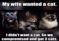 Vaimo halusi kissan