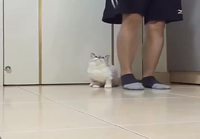 Pörröinen kissa seuraa naista