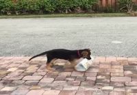 Reipas koiranpentu kantaa sanomalehteä
