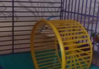Hamsterin juoksupyörä