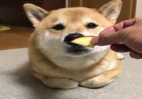 Koiralle omenaa