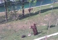 Karhuemo auttaa pennun puusta alas 