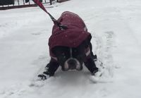 Koira ei tahdo kävellä lumessa