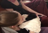 Kissanpennun reaktio pussailuun