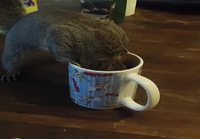 Orava nauttii aamukahvia