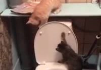 Kissanpennut leikkii vessassa