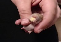 Hamsterin poikanen nauttii kurpitsan siementä
