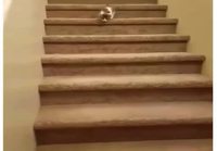 Kissanpentu tulee portaita alas
