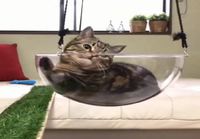 Kissan lasikulhokeinu