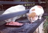 Kissojen ruokahetki
