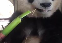 Pandakarhun bambuhetki