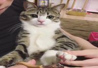Kissa kynsienleikkuussa