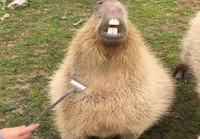 Capybaralle rapsutuksia