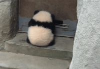 Panda piilossa