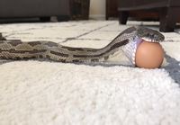 Käärme nielee kananmunan