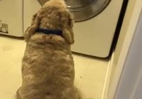 Koiran suosikkinalle pesukoneessa