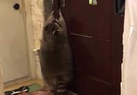 Pesukarhu avaa oven 