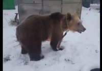 Karhu leikkii lumessa