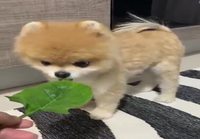 Koiranpennun reaktio salaatinlehteen